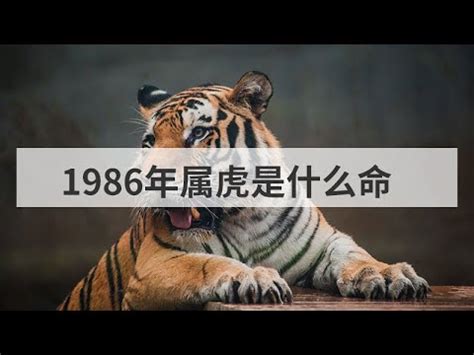 1986 虎|【1986年是什麼虎】1986年生肖虎運勢大揭密：今年「不一般。